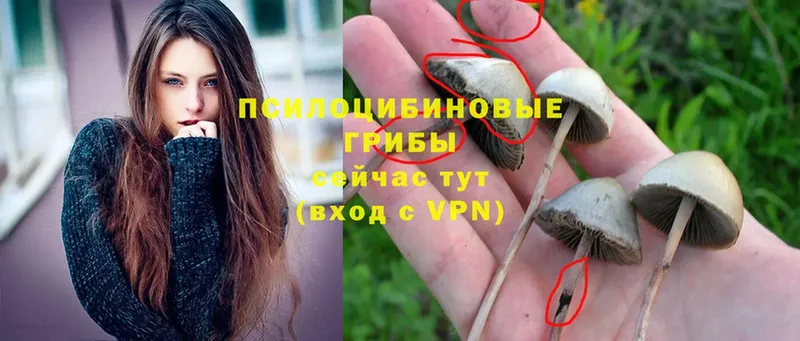 Галлюциногенные грибы Psilocybe  Куровское 